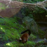Red Ruffed Lemur Sniffing Ground