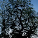 Lemur Silhouette in tree