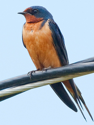 Male Barn Swallow 13