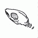 zoetrope animation of a chipmunk skull turning into a swallow