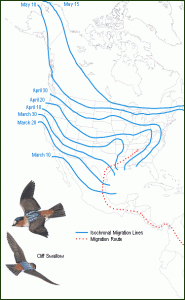 map of north american migration patterns