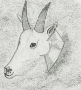 Drawn Mountain Goat head