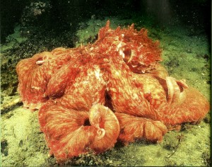 Image of an octopus enclosing its prey in it's web.