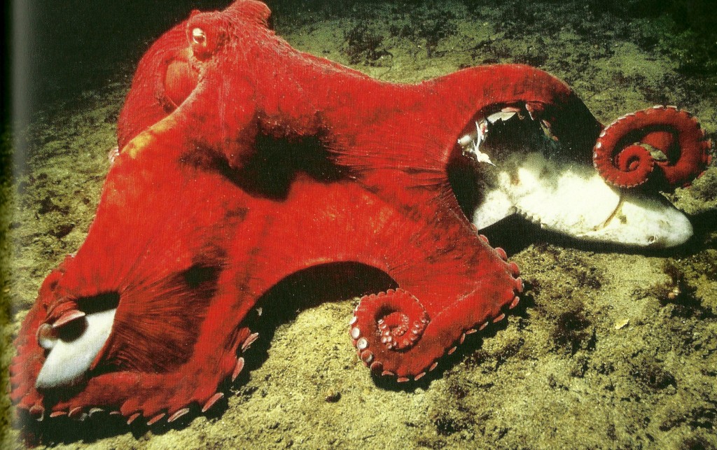 Image of a GPO eating a dead shark