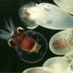 Image of an octopus hatched.