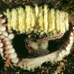 Image of a female octopus in her den with hanging eggs.
