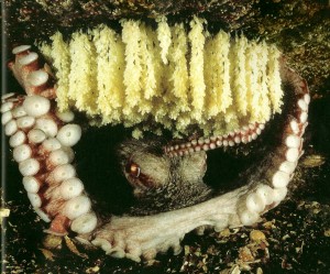 Image of a female octopus in her den with hanging eggs.