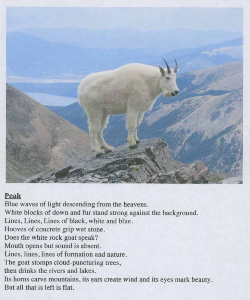 Ekphrasis of Mountain Goat image