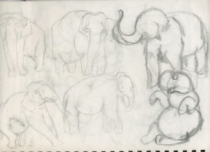 Rough Elephant Sketches