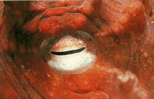 image of pupil
