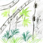 Another drawing from the large enclosure, focusing on the trees.