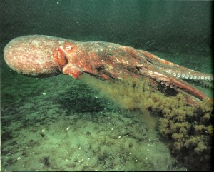 Image of an octopus jetting away.