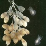 Image of eggs hatching.