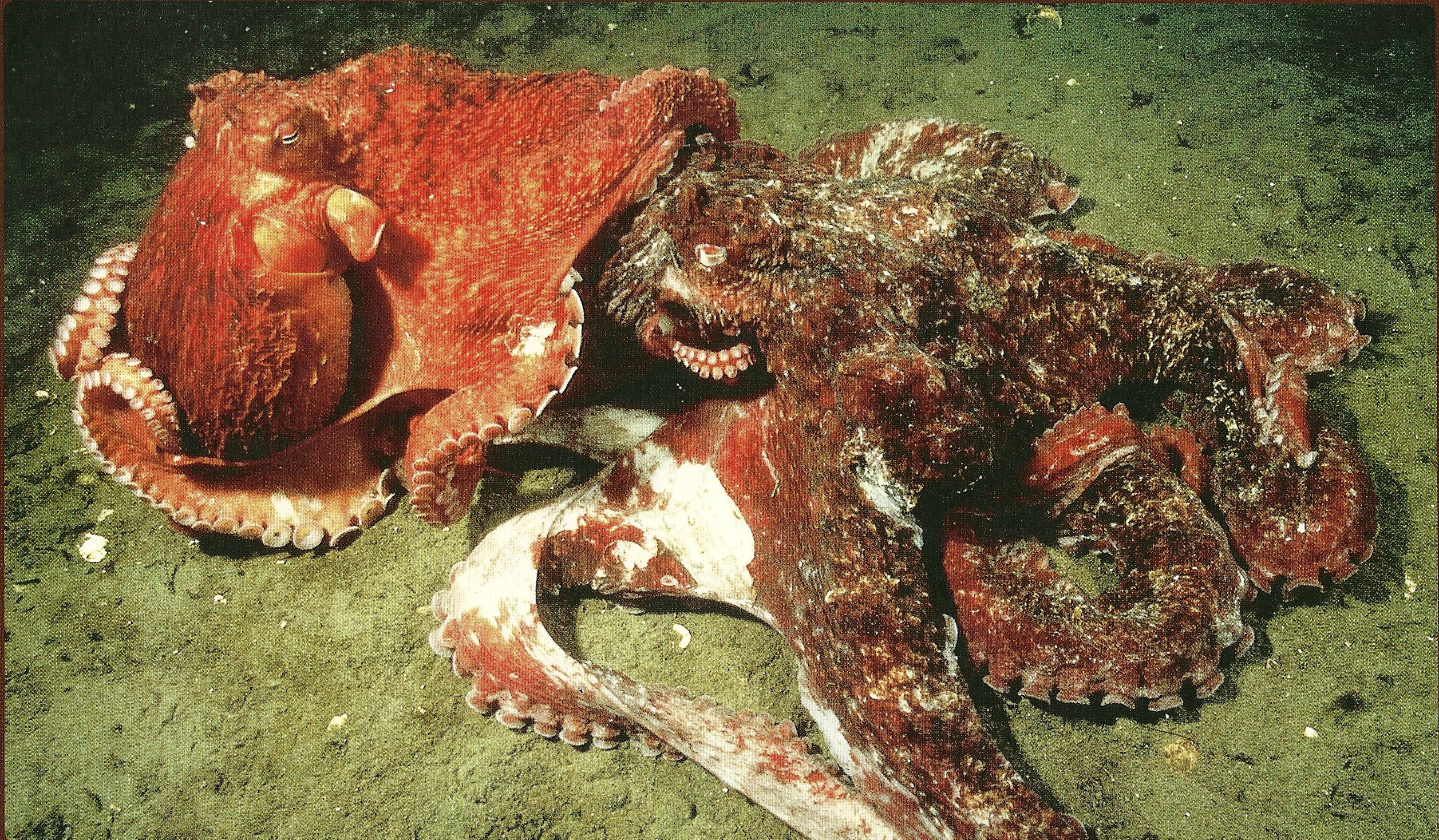 giant pacific octopus