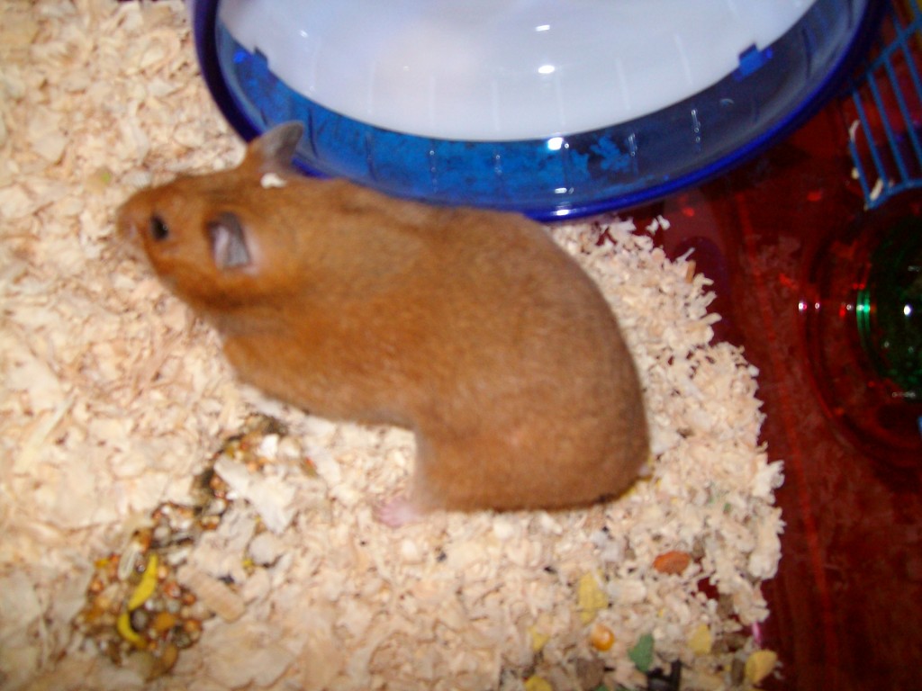 Syrian Hamster Golden Hamster The Ebestiary