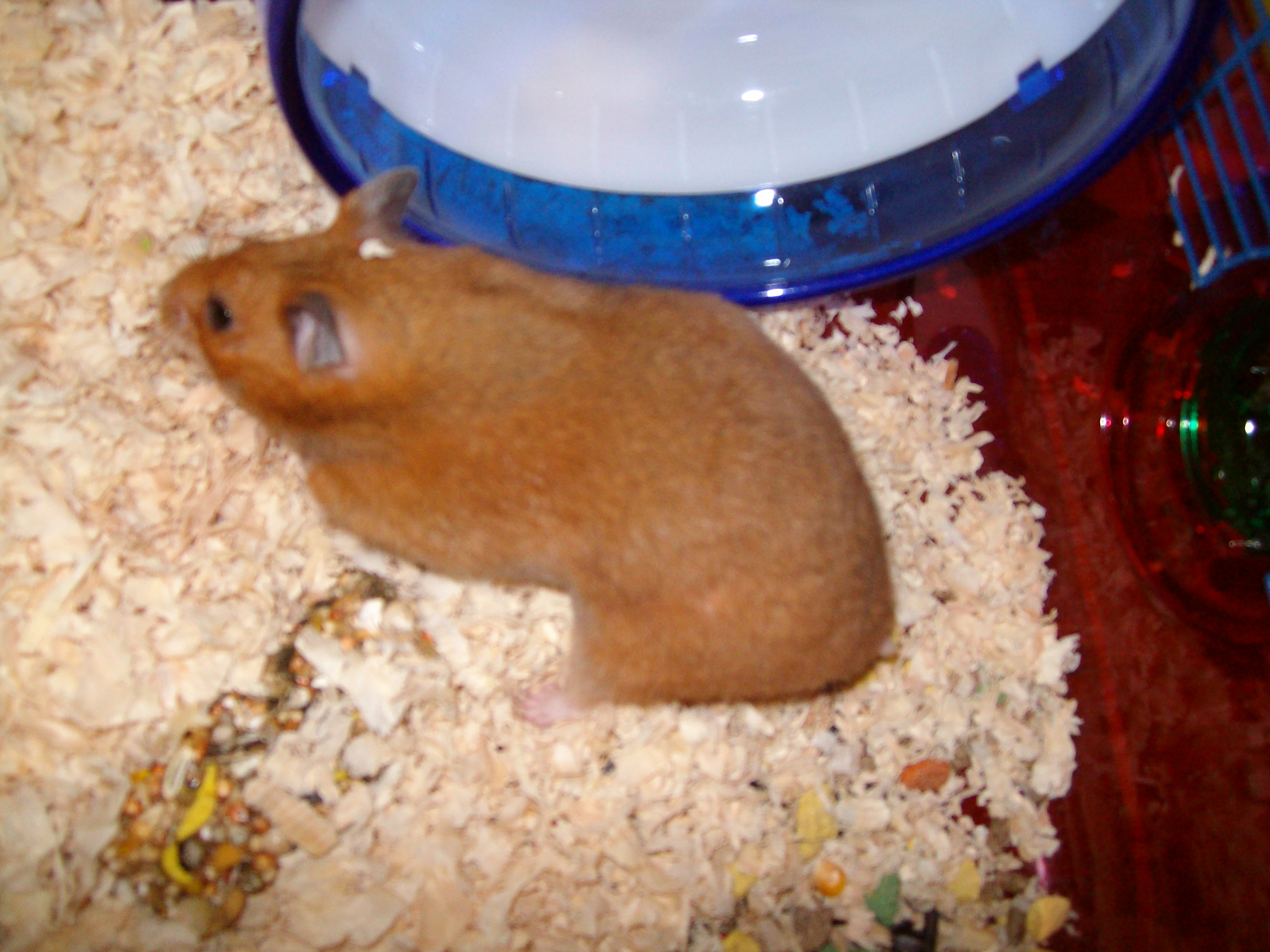 Hamster (Golden)