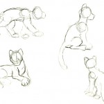 Sketches of different positions of an adult clouded leopard.