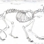 Cats Skeletal Structure