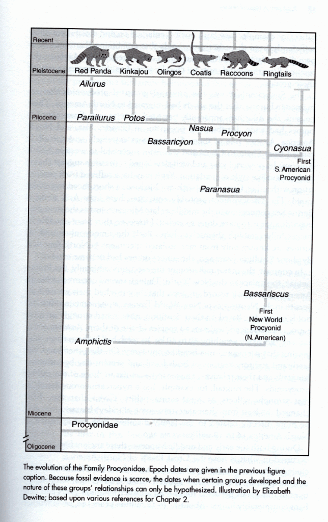 North American Common Raccoon The eBestiary