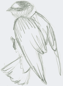 pencil sketch of swallow in vertical perch