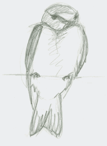 pencil sketch of cliff swallow perched on wire