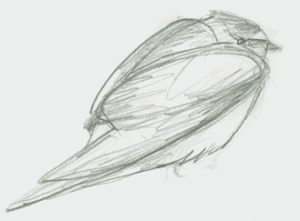 pencil sketch of cliff swallow from side, hunched down.