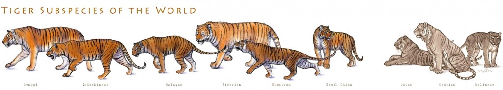 sumatran tiger vs siberian tiger