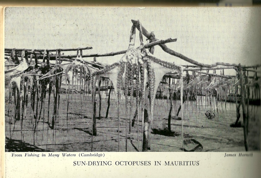 Image of hanging octopuses in the sun.