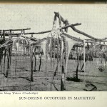 Image of hanging octopuses in the sun.
