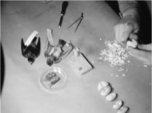 still from a 16mm film of natural science display preparation