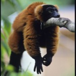 Red Ruffed Lemur lies on a branch