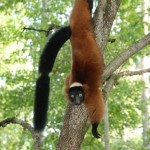 Red Ruffed Lemur climbing head-first down a tree trunk.