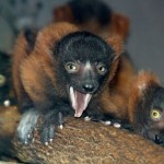 group of new-born Red Ruffed Lemurs