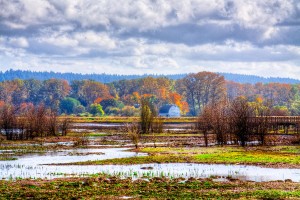 nisqually-wildlife-refuge-p34-david-patterson