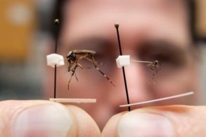PIC Florida Mosquitos