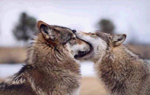 PIC South Dakota Wolves
