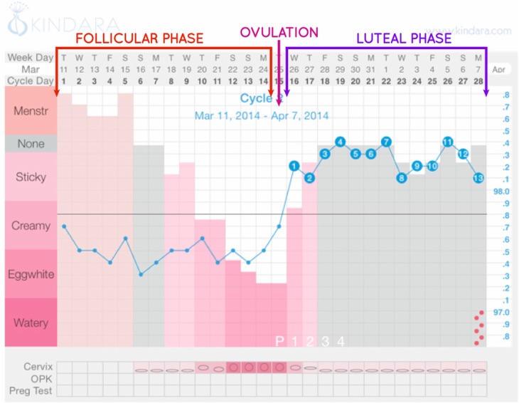 fertility-awareness-and-cycles-how-to-read-a-fam-chart-what-am-i