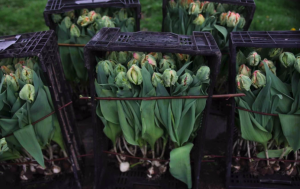 Harvested tulips (with bulbs attached) at Floret Farm in Mount Vernon