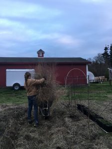 Allie gathering asparagus clippings to add to compost