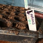 Seeded Marigolds and Nasturtium