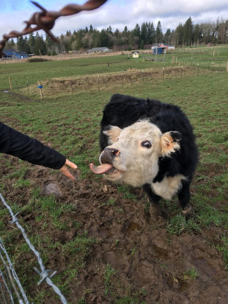 Reggie (a miniature cow NOT a calf) eatting an apple from Anika