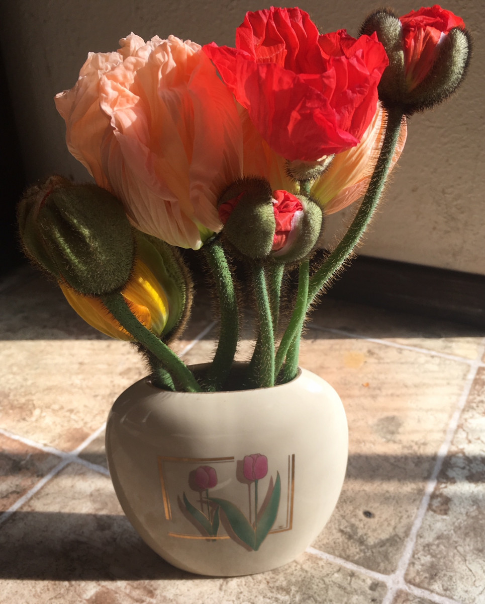 Iceland Poppy - Papaver nudicaule - Calyx Flowers, Inc