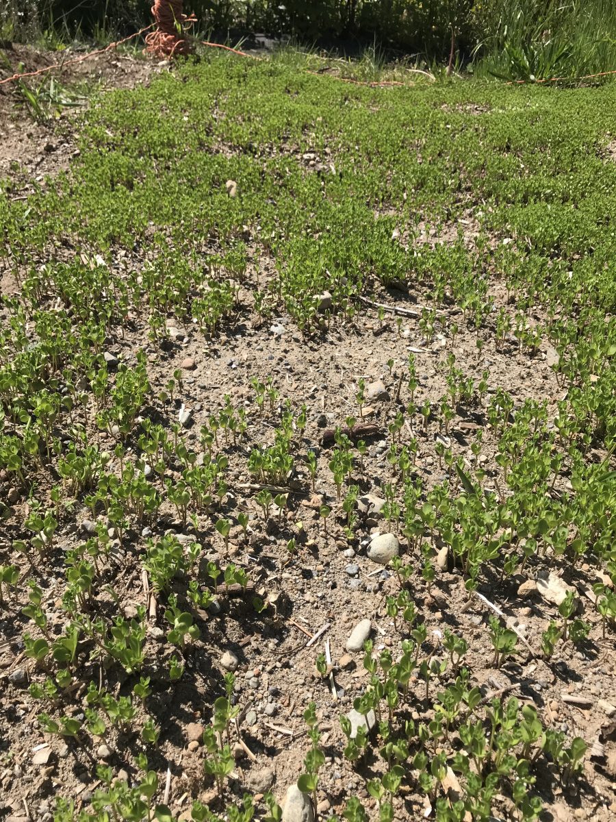 Linseed Linum usitatissimum. A. Day 51 after sowing (beginning of