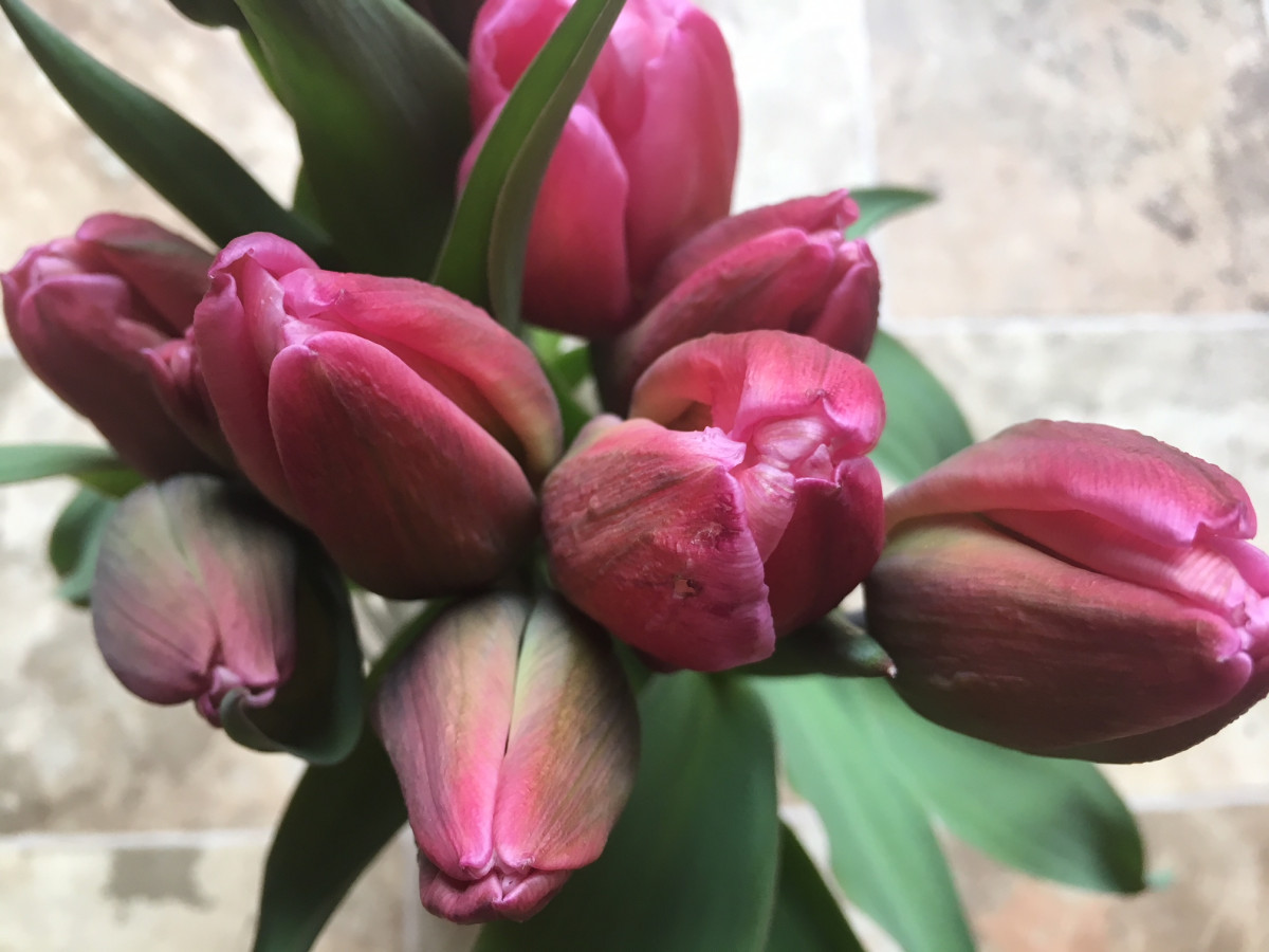 How to Plant, Grow, and Care for Tulip Flowers