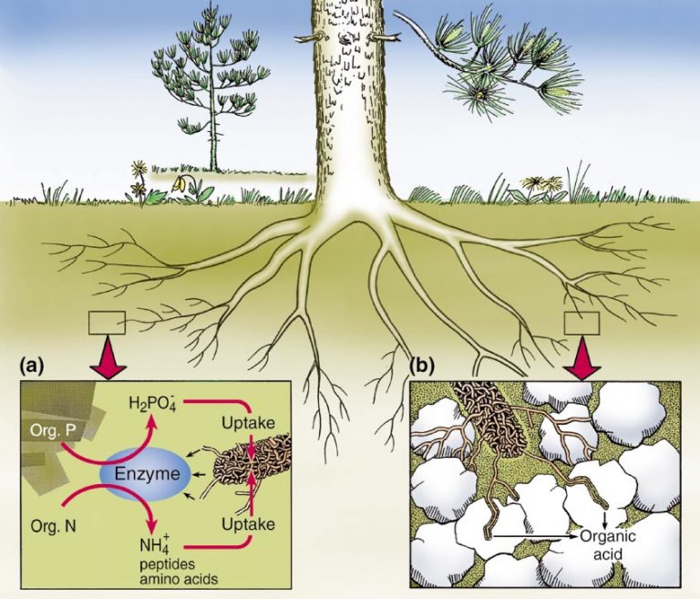 Week 8 Ectomycorrhizas (EcM) Sean's Fieldstudy