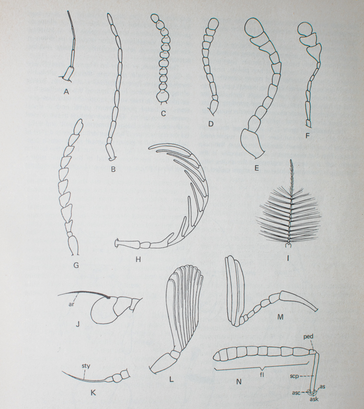 Types Of Antennae Colton S Field Study