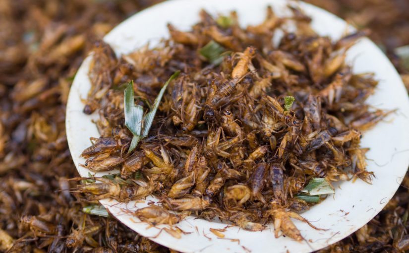 Entomophagy: The Case for Why We Should Eat Insects