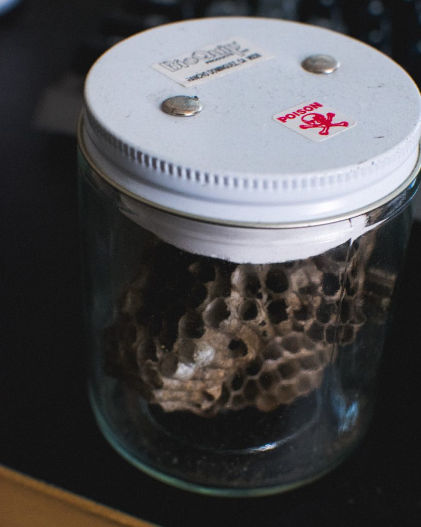 Collecting and Preserving Insects Colton's Field Study