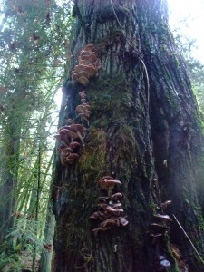 Honey mushrooms growing out of a big leaf maple tree
