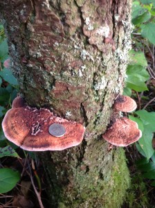 Fomitopsis cajanderi